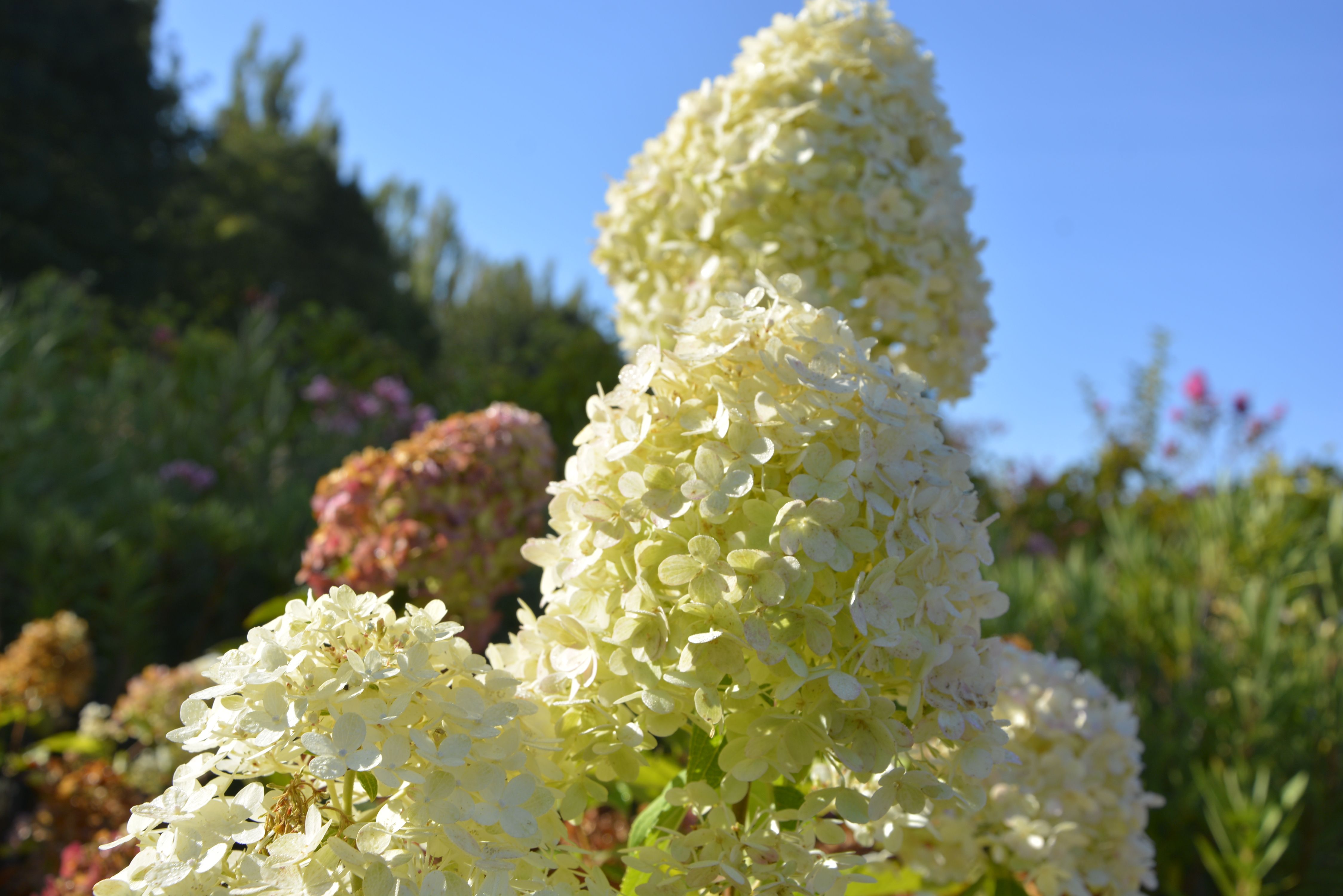 Гортензия метельчатая