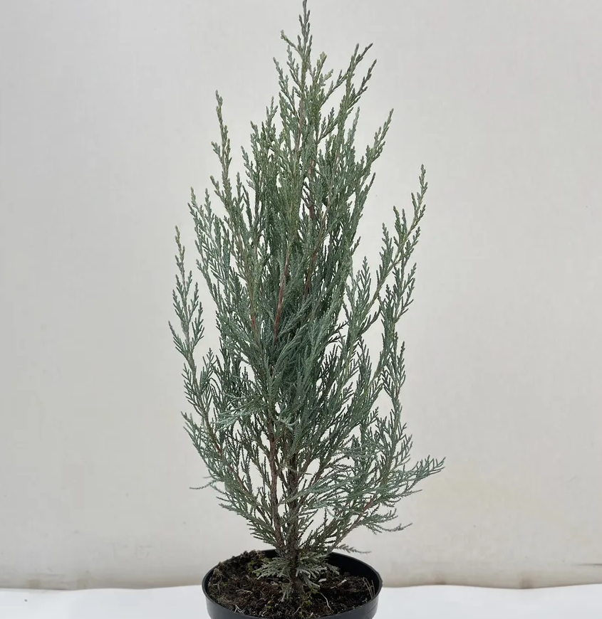 Можжевельник скальный