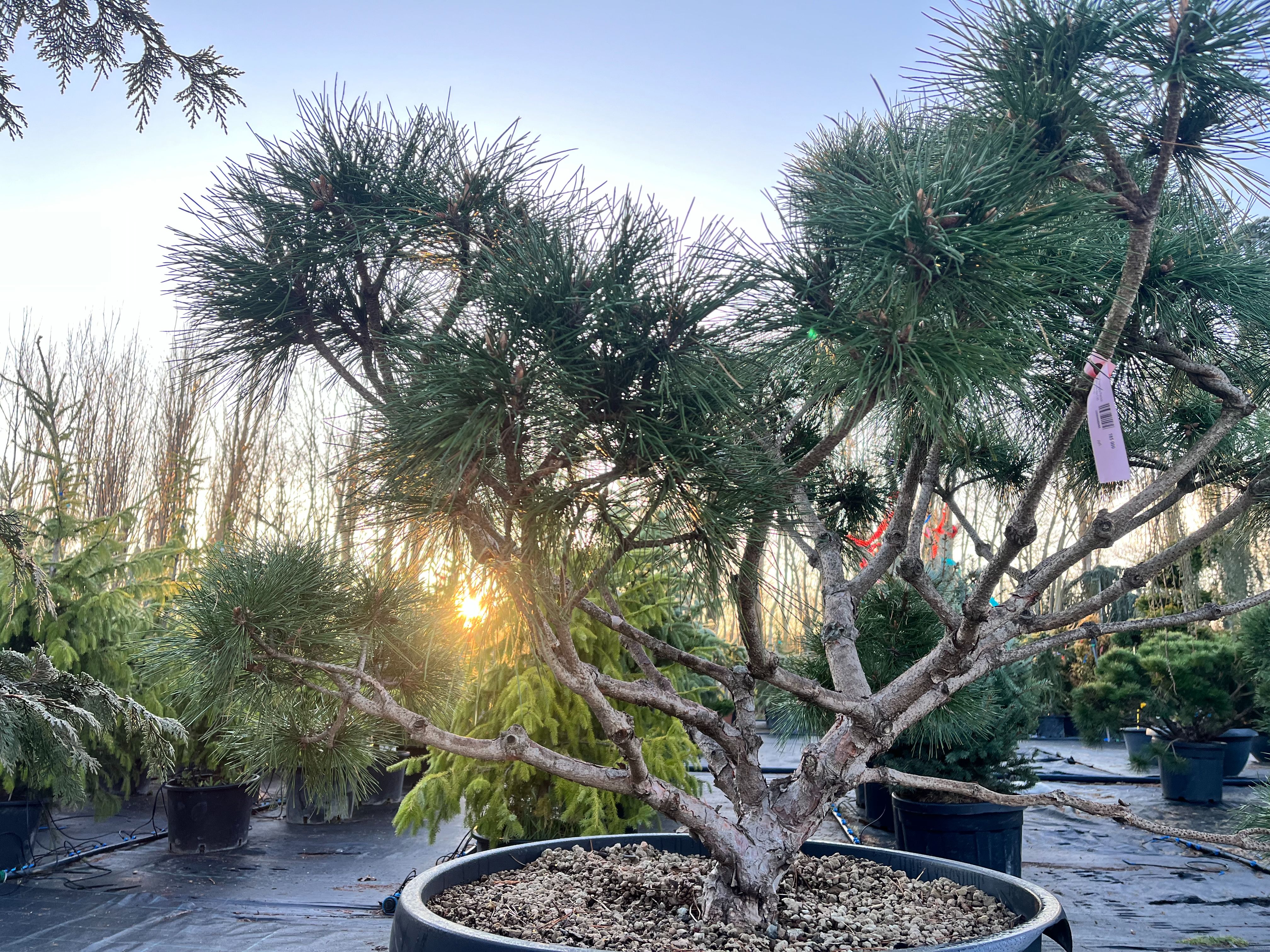 Фото галерея Питомника декоративных растений "Краснолесье"