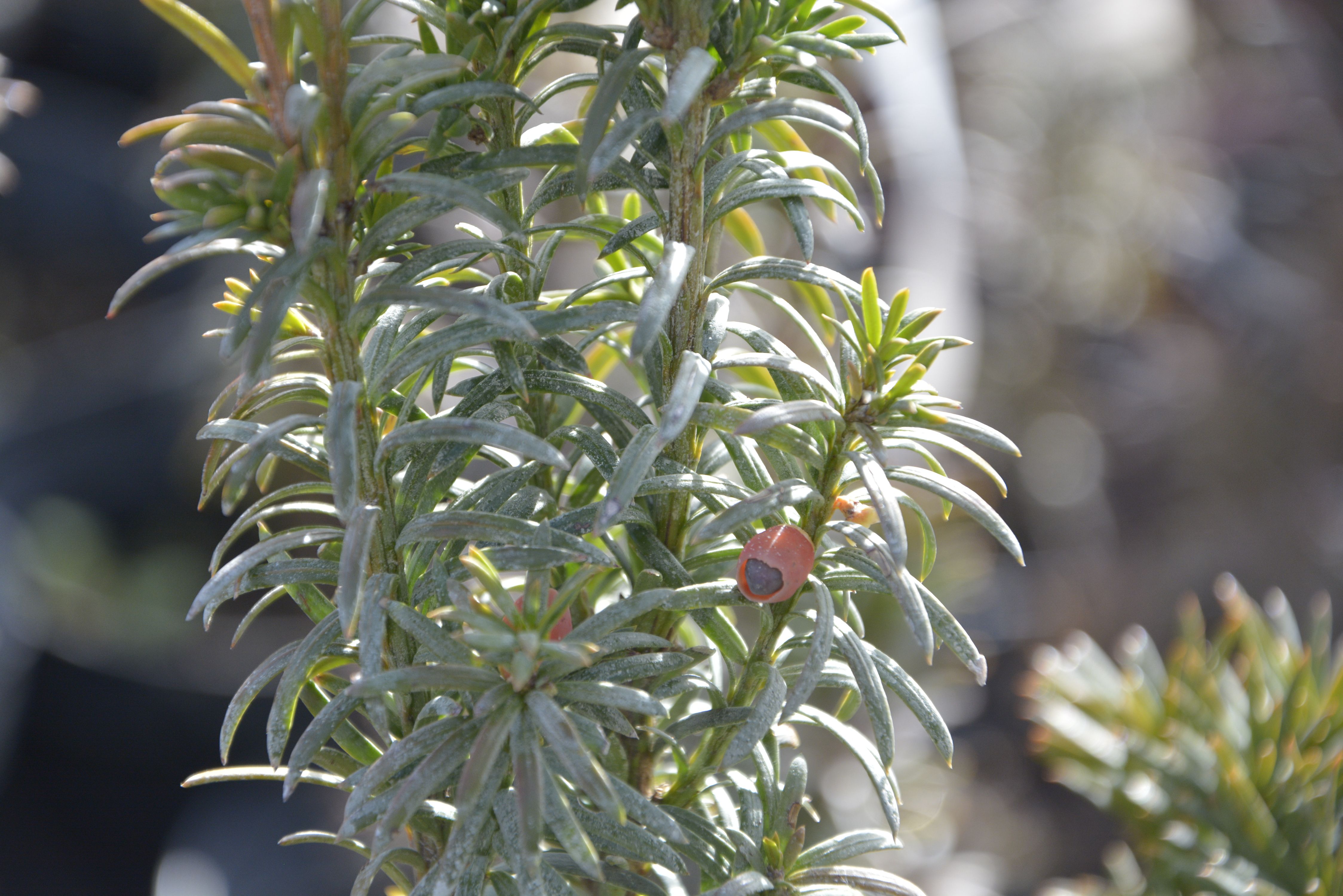 Тис ягодный