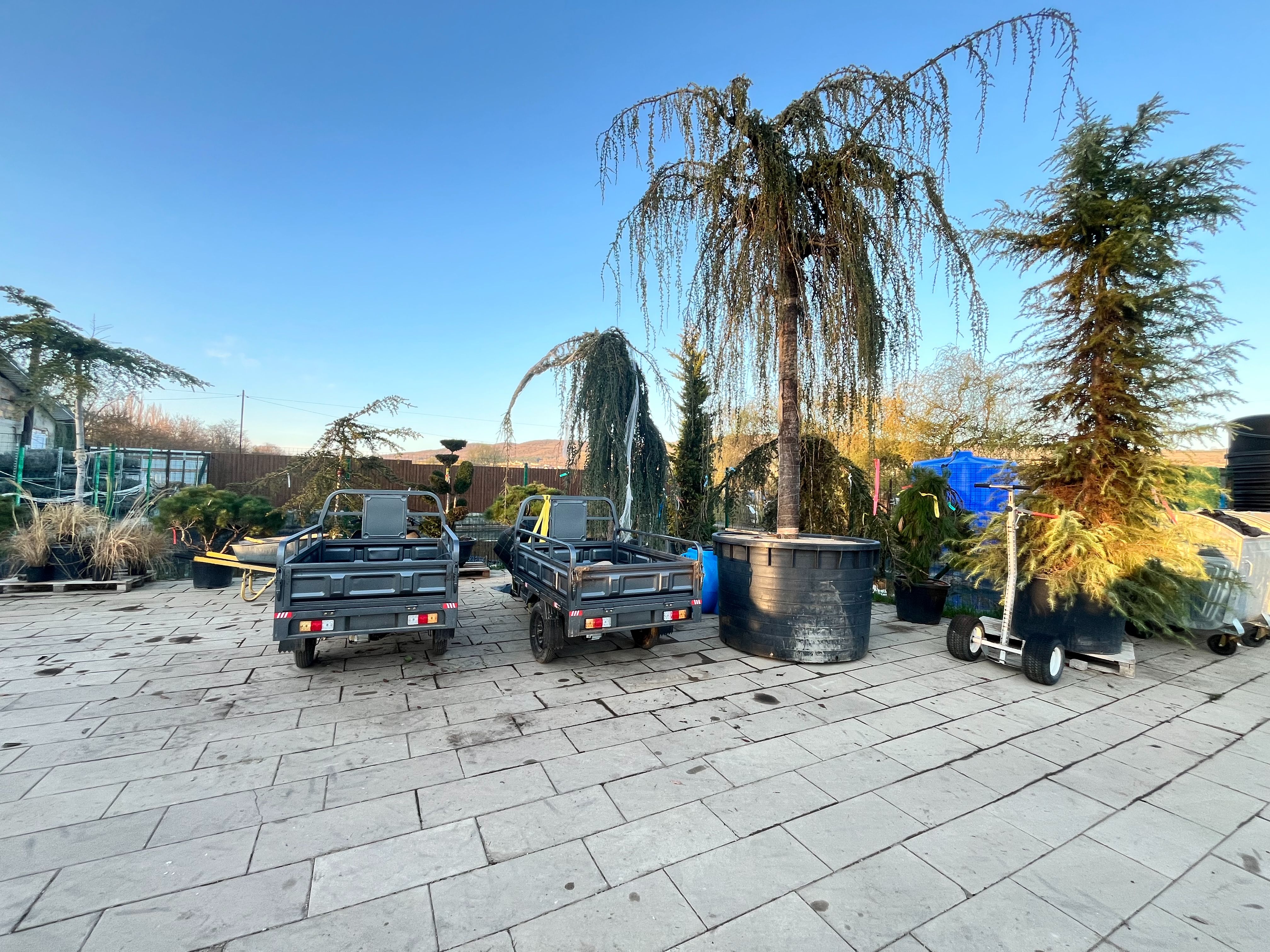 Фото галерея Питомника декоративных растений "Краснолесье"