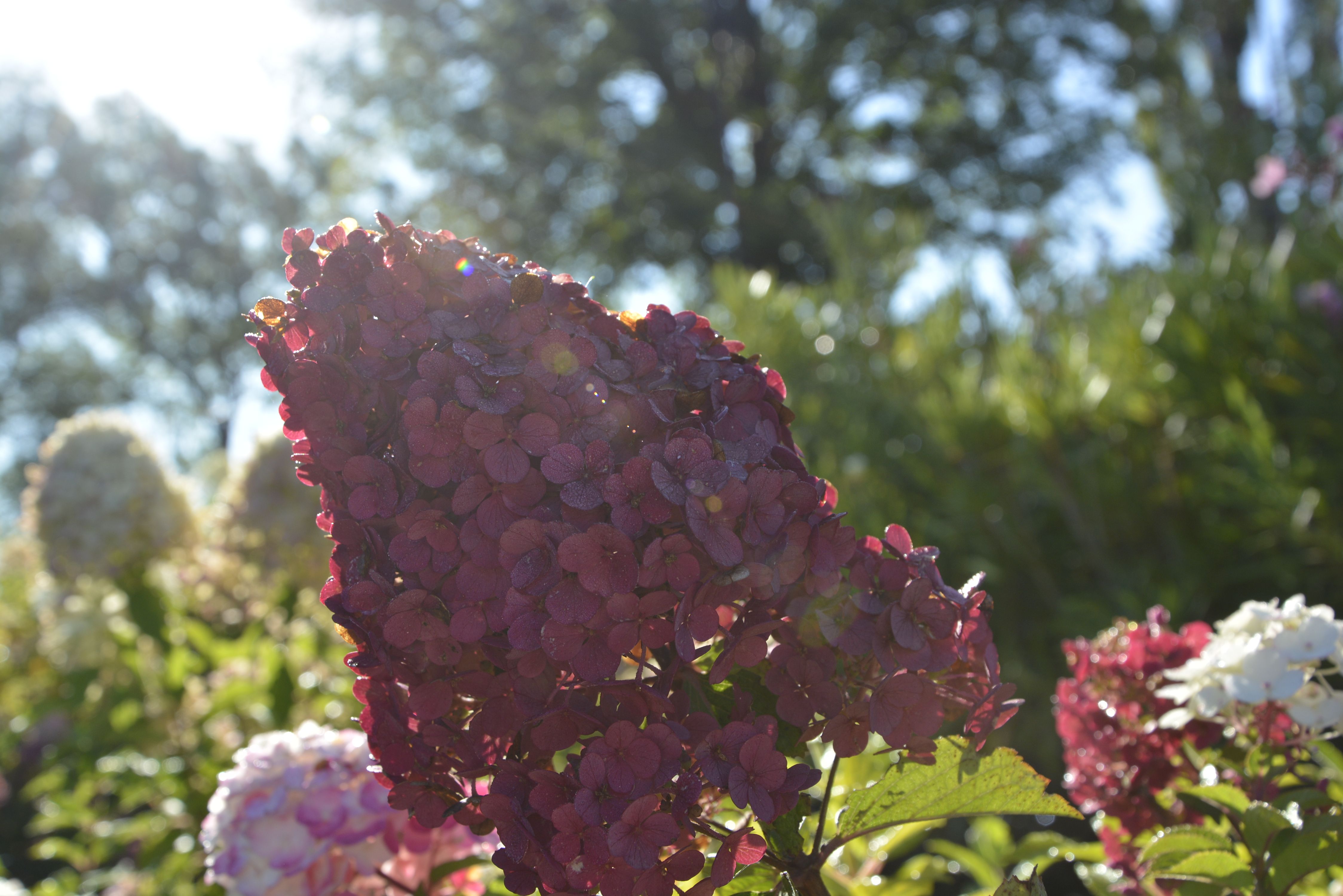 Гортензия метельчатая