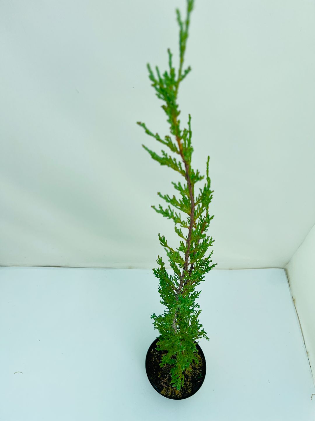 Можжевельник Скай Рокет