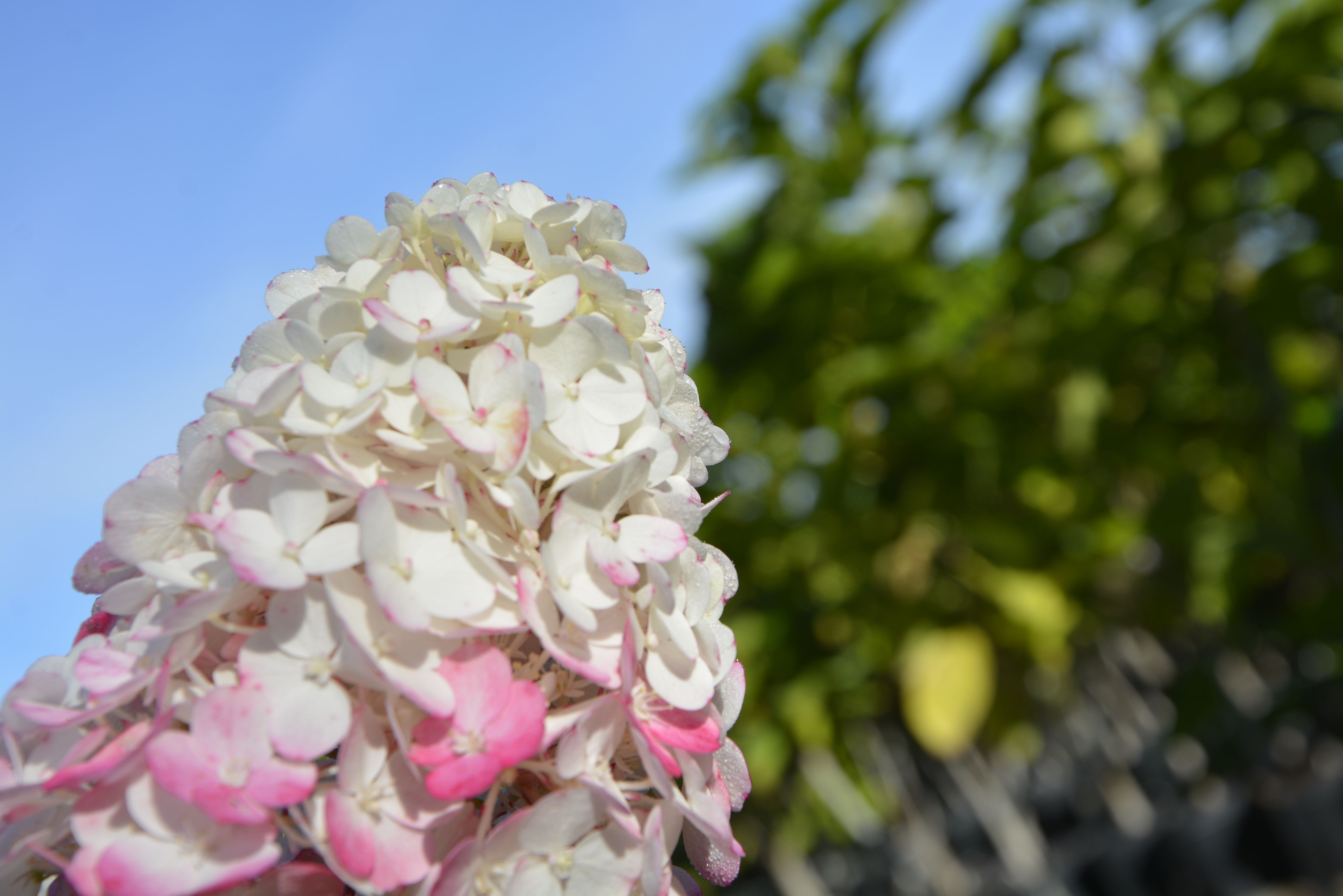 Гортензия метельчатая