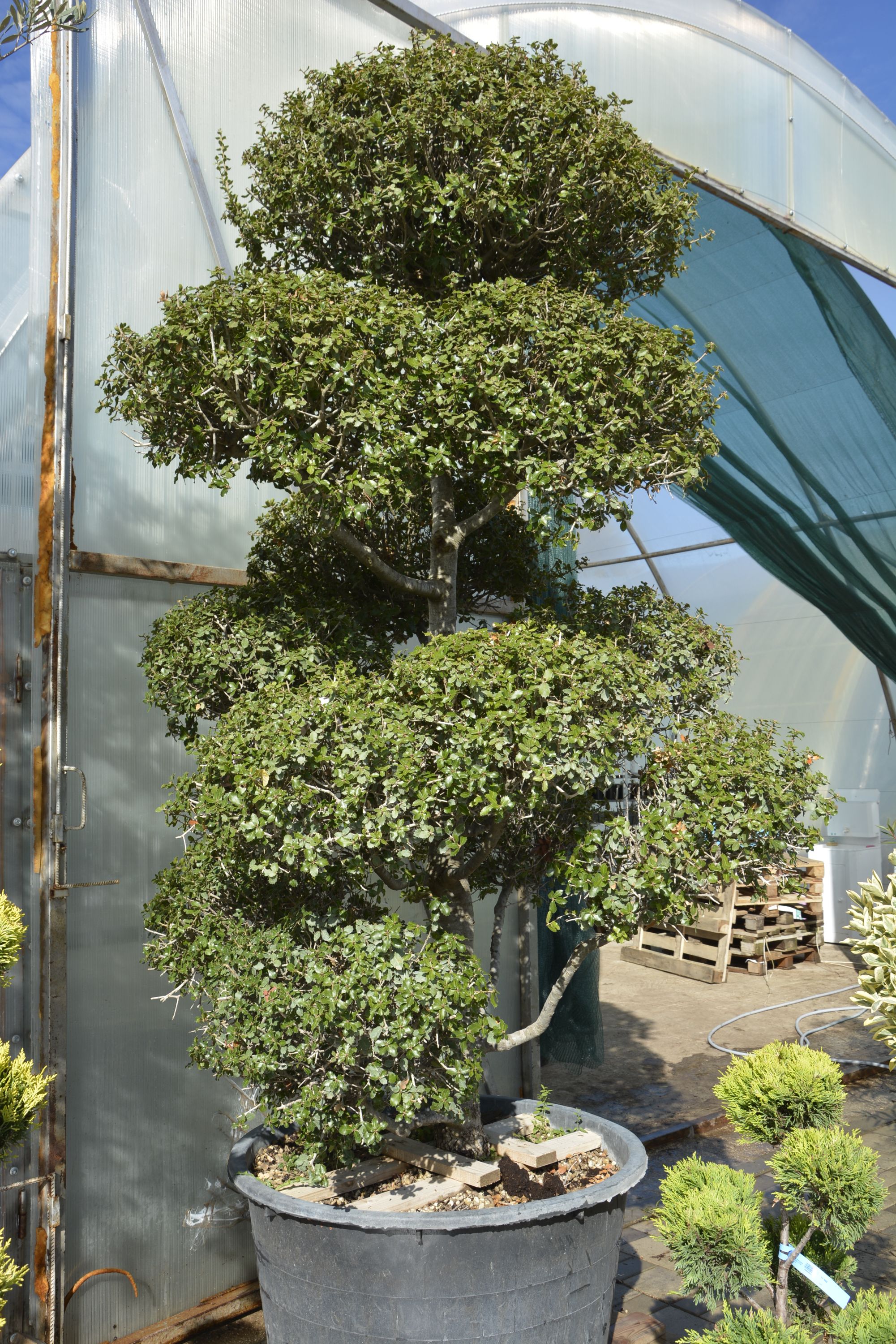 Фото галерея Питомника декоративных растений "Краснолесье"