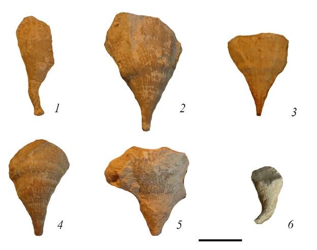 Рис. 2. Smilotrochus excavatus