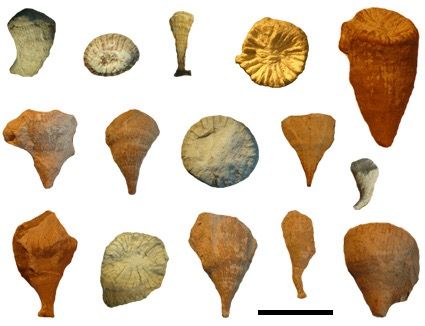Smilotrochus excavatus
