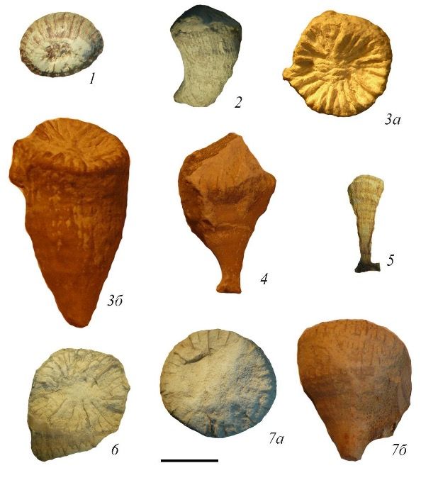 Рис. 1. Smilotrochus excavatus