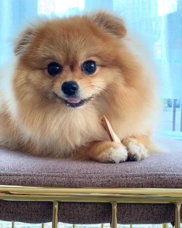 вызов ветеринара на дом Истра