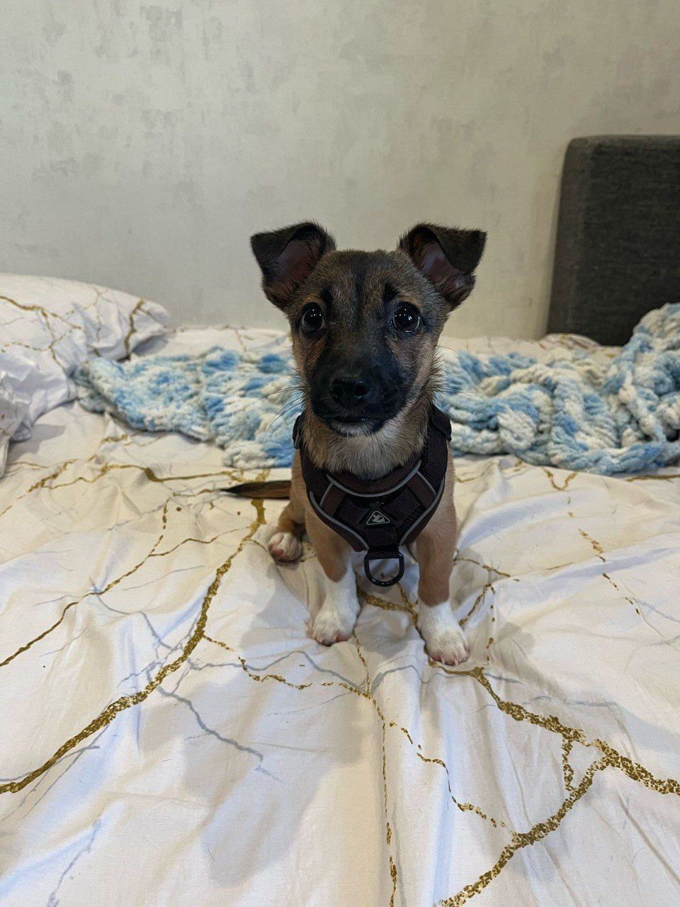 вызов ветеринара на дом Москва