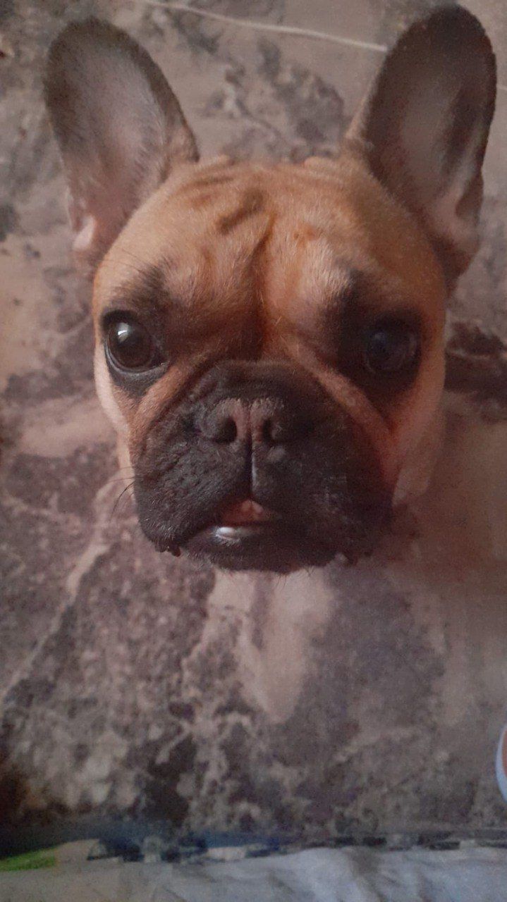 вызов ветеринара на дом МО