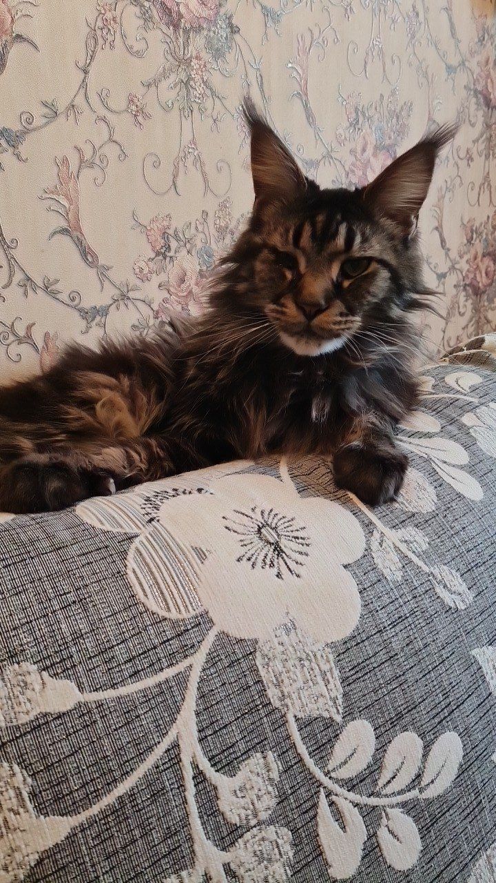 круглосуточная ветеринарная помощь Москва