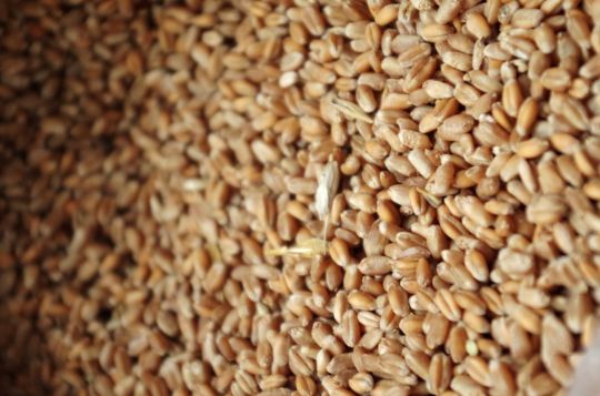 Пшеница 3-ий класс