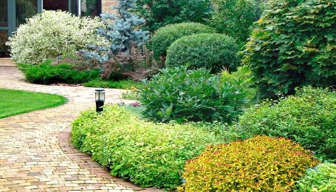 Кустарники Лиственных пород