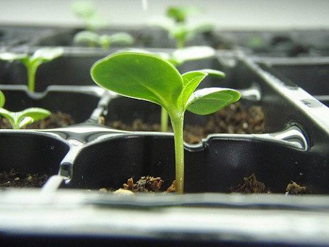 Цветочная рассада в кассетах