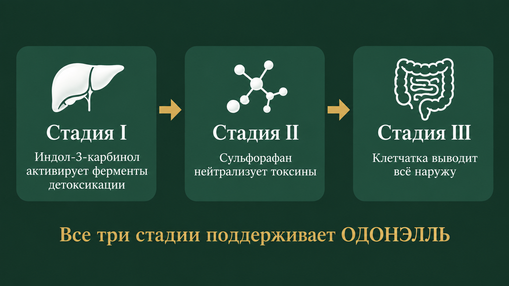Три стадии очищения организма