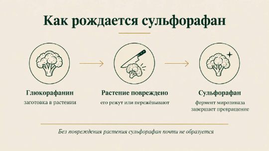 Как рождается сульфорафан