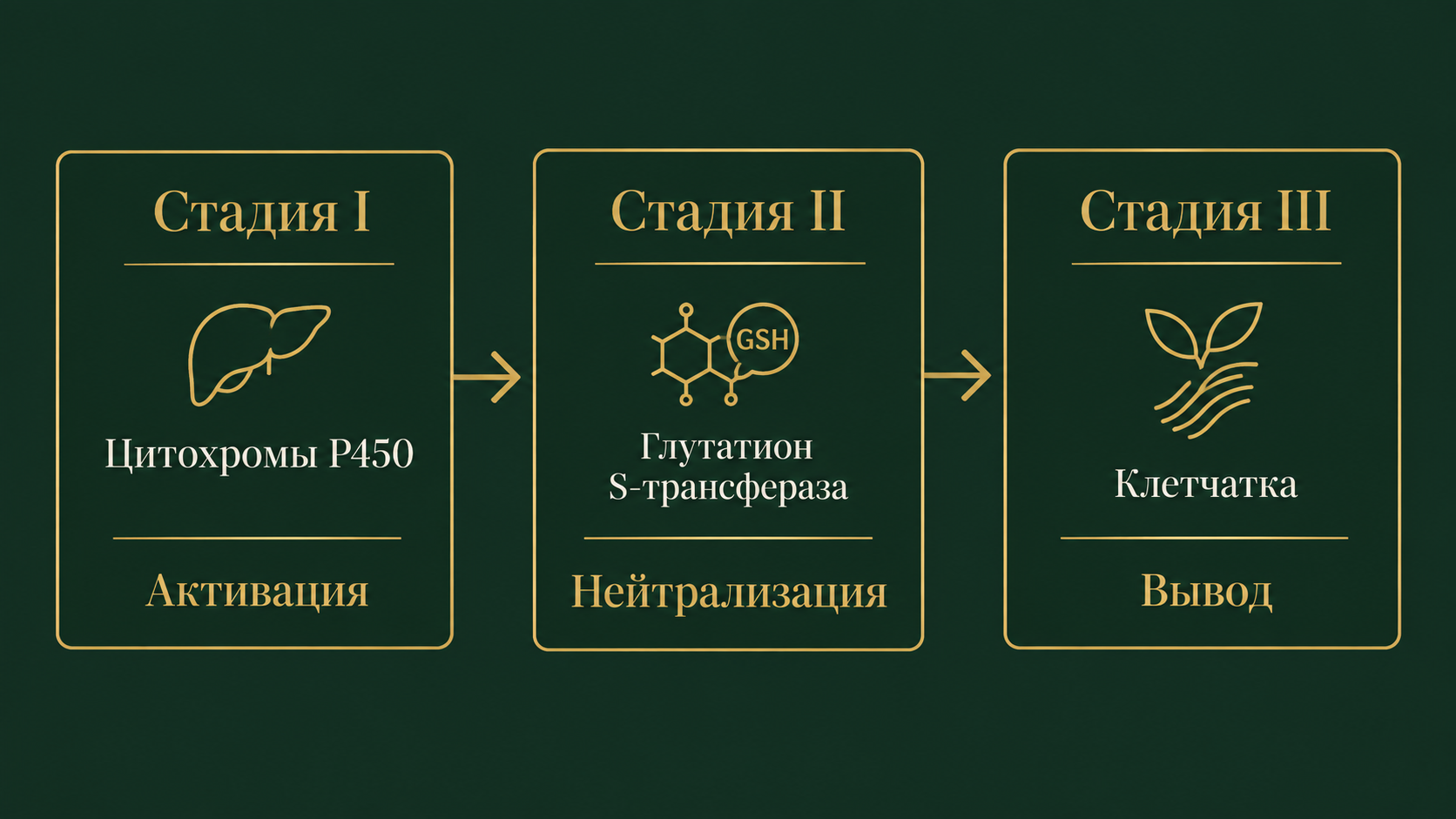 Три стадии детоксикации: что происходит с организмом во время очищения