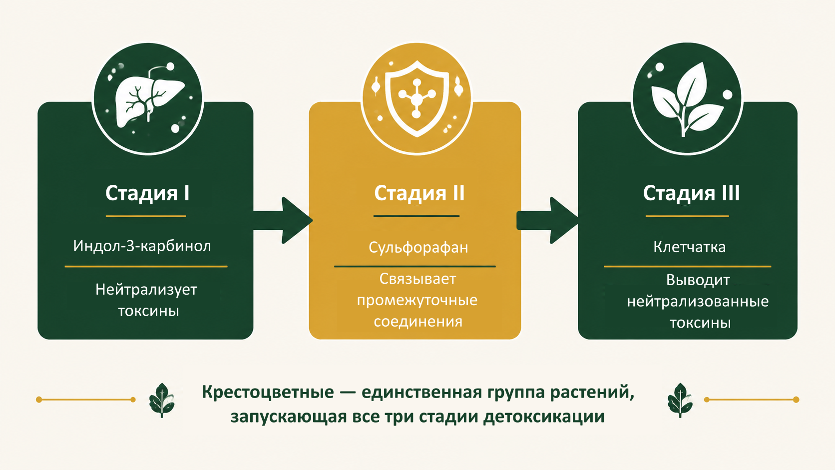 Роль сульфорафана: детоксикация второй стадии 