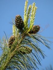 Հանգիստ Ստեփանավանի Լոռի բերդ հյուրանոցում