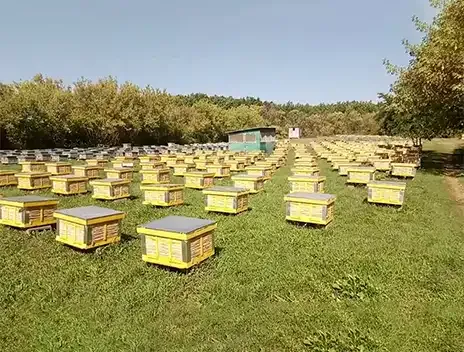 ტენტორიუმის საფუტკრეები