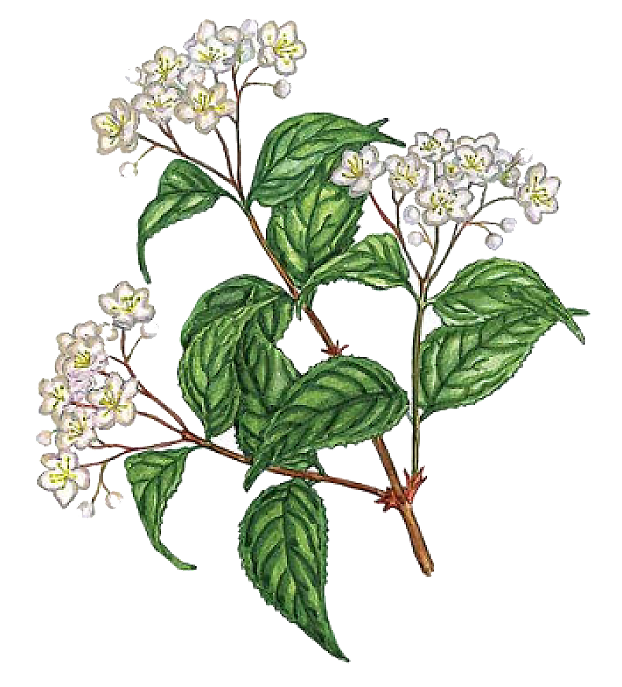 Дейция гладкая