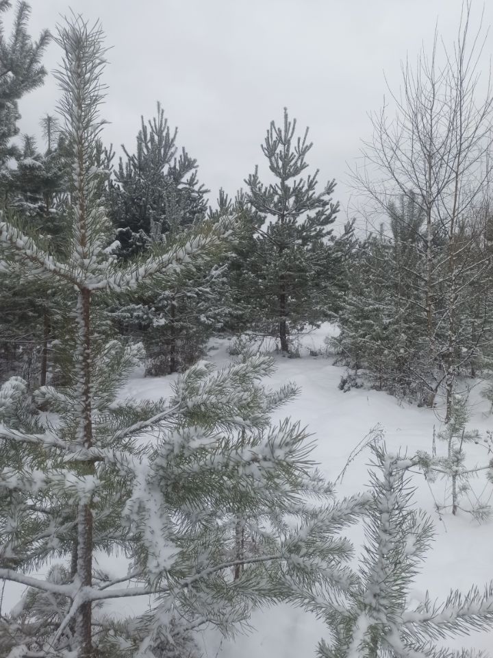 По владениям Диконького