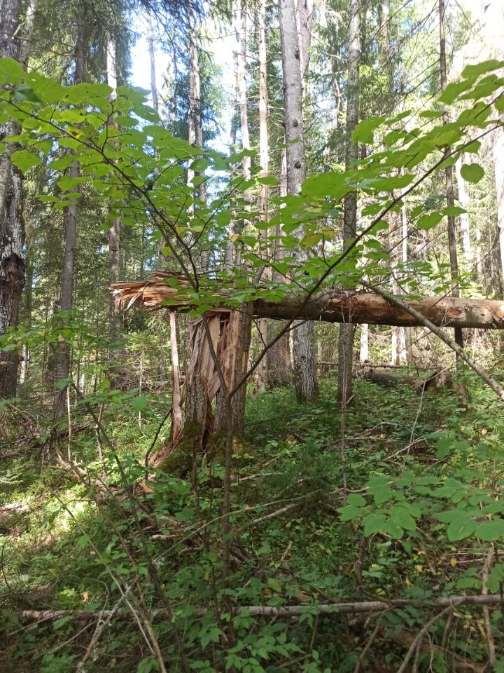 По владениям Диконького