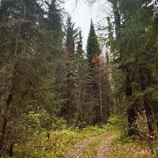 Прогулки в лесу. Тайны Юронги