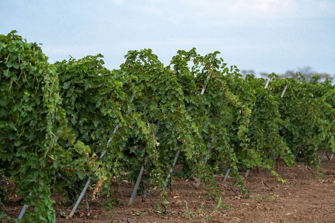 грузинские квеври