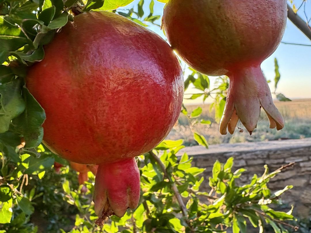 Виноградник на берегу таманского залива