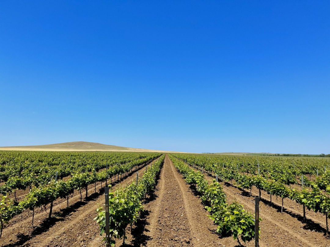 Почва Виноградника Patrey на берегу моря