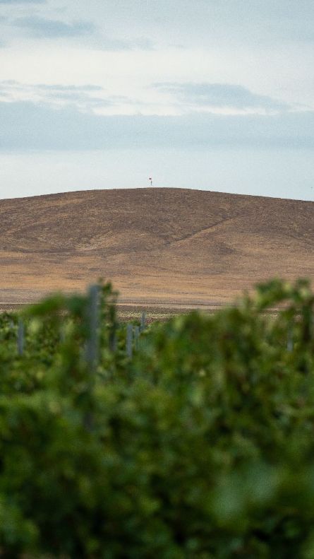 Климат в терруаре вин Патрей