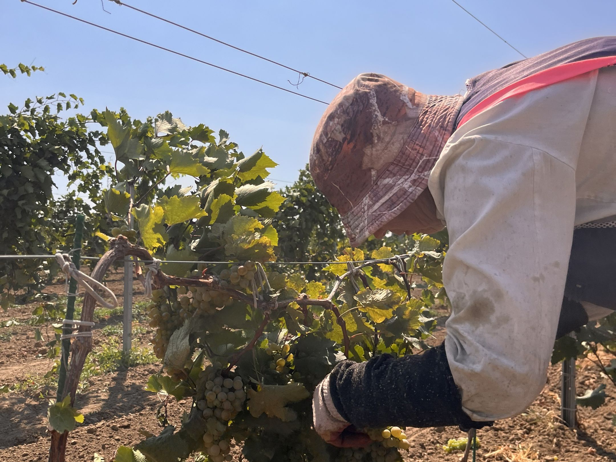 Сбор винограда вручную Патрей