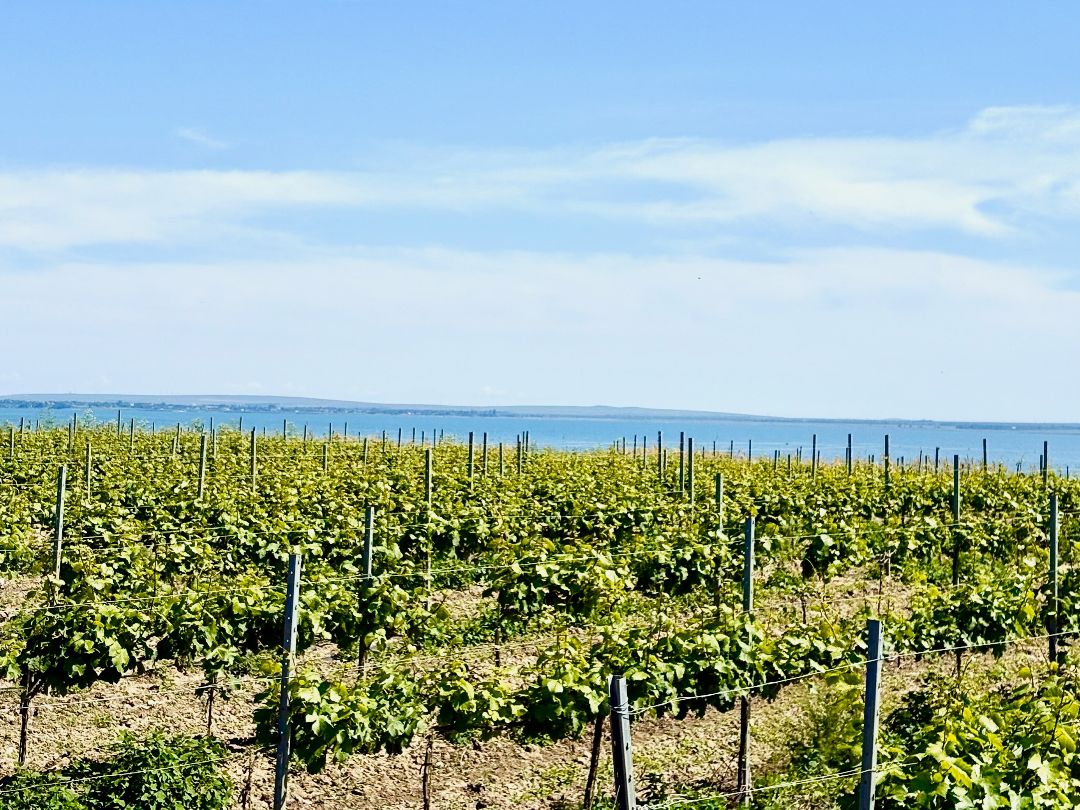 Виноградник на берегу моря