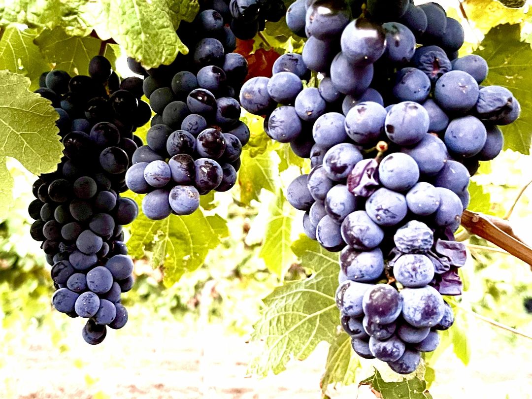 местные сорта винограда Тамани