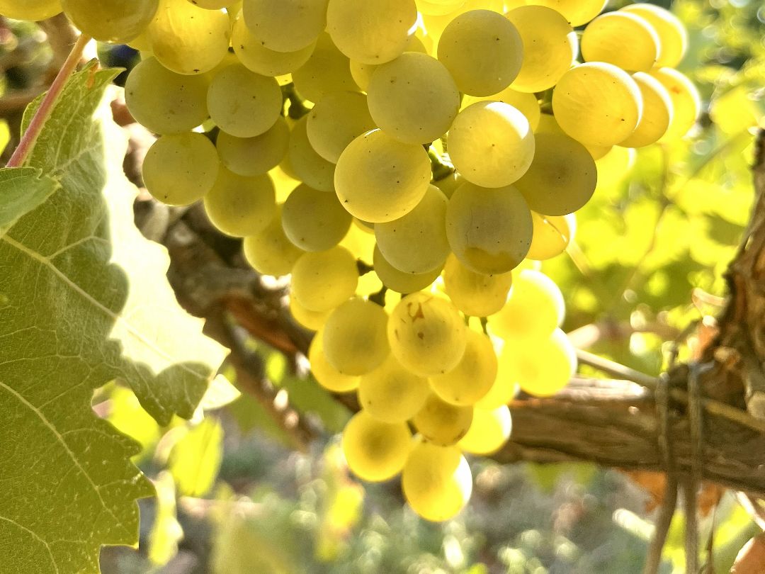 Автохтонные сорта винограда