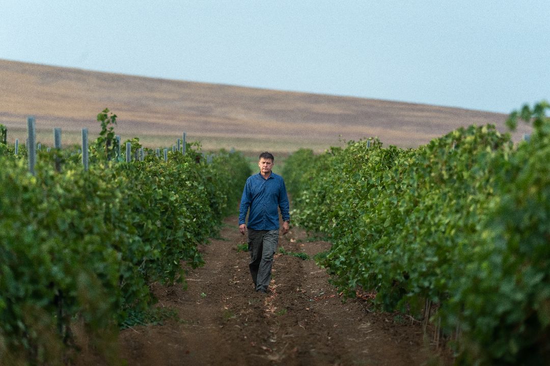 Виноградник на берегу моря