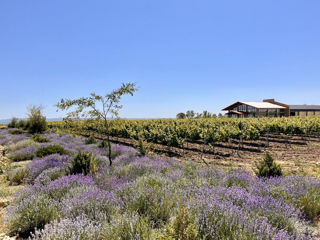 терруар Тамани и климат Тамани