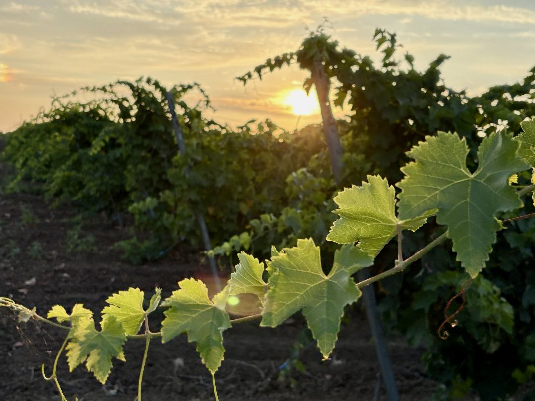 Фото виноградника на закате