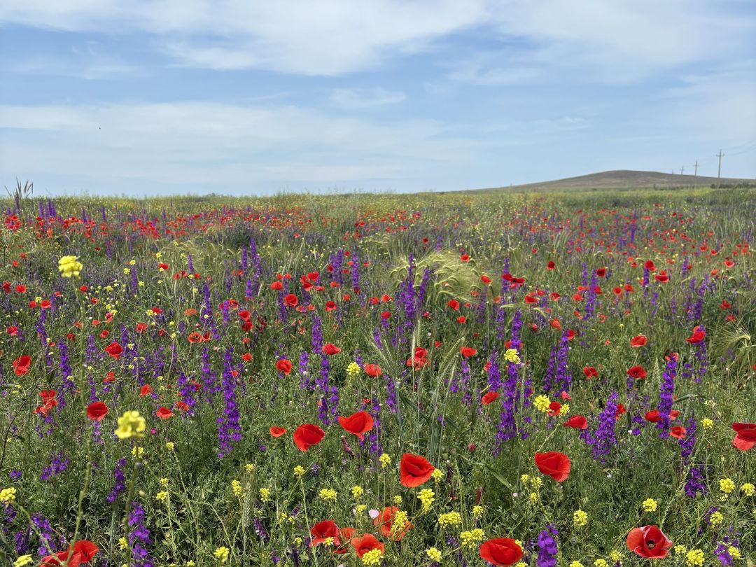 Уникальный климат Тамани