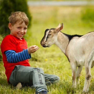 общение с животными