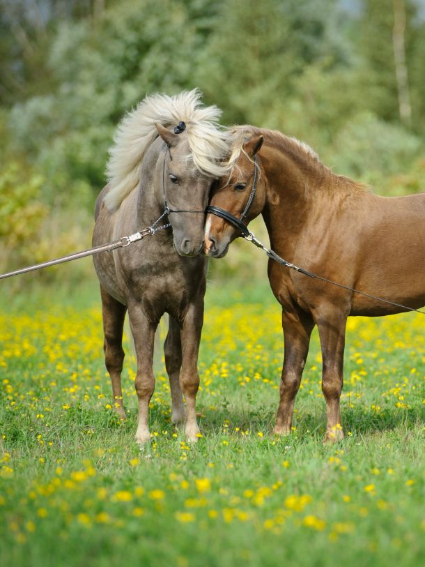пони в заповедном завидово