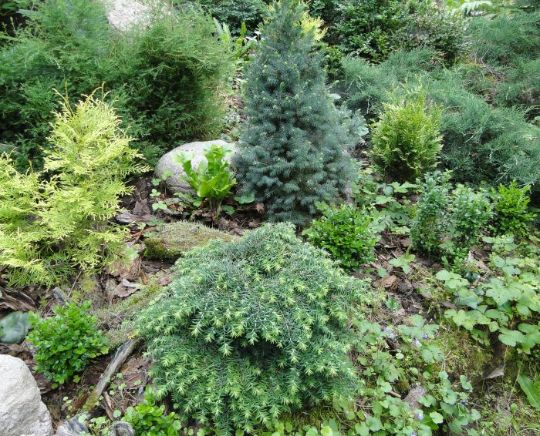 Кустарники хвойных и вечнозеленых пород