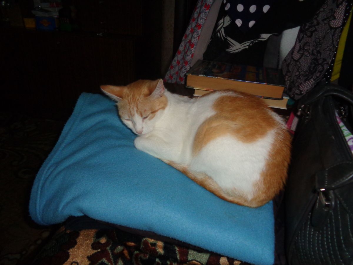 Наша кошка Дуся. г. Сосенский, 2019 год.