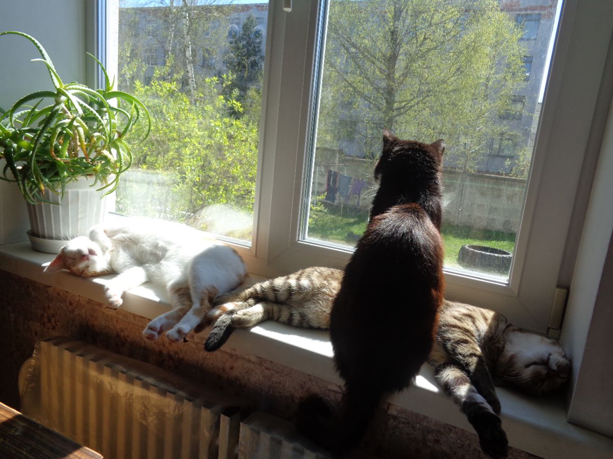 Коты Степа, Федька и Барсик. г. Сосенский.