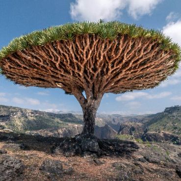 тур на Сокотру