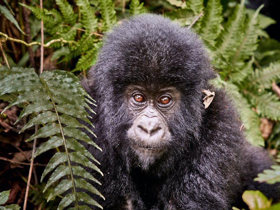 Туры в ДР Конго