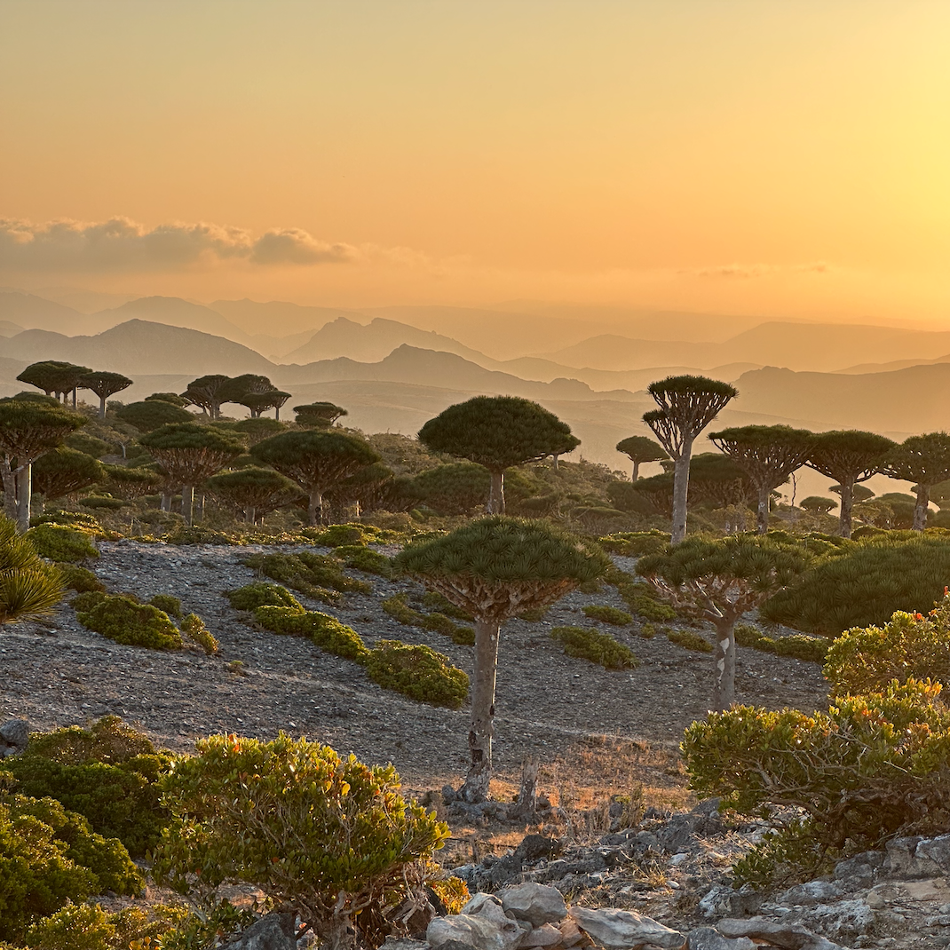 туры на сокотру