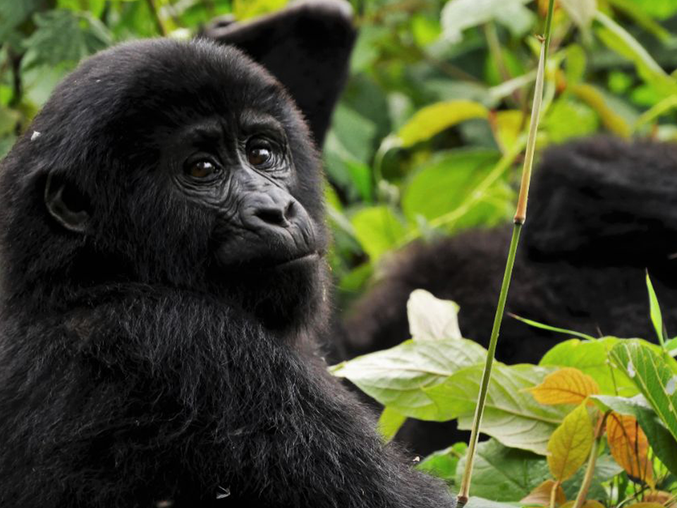 Туры в Уганду